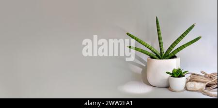 Sanseveria pflanzt in weißen Töpfen. Groß und klein. Einzigartige Pflanzenwachstumsstruktur. Juteseil und Stein. Sonnenstrahlen, Schatten, Tageslicht. Konzeptionelles Banner Stockfoto