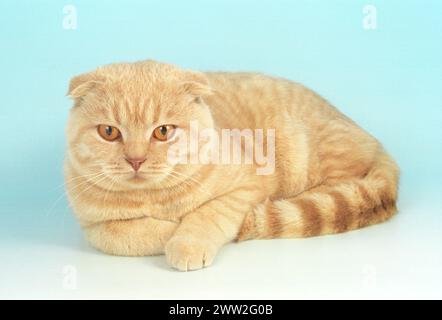 Scottish Fold Cream Katze, die vorwärts auf einem himmelblauen bis weißen Hintergrund liegt Stockfoto