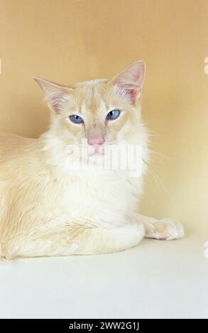 Erwachsener balinesische Creme Katze Kopfschuss auf einem Beige-weiß Hintergrund Stockfoto