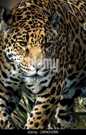 Ein Leopard, der im Sonnenlicht auf grasbewachsenem Boden herumstreift. Stockfoto