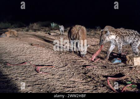 Eine Nacht mit Hyänen in Harar, Äthiopien Stockfoto