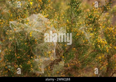 Gemeinschaftliches Spinnennetz im Ginsterstrauch (Genista scorpius) zu Beginn des Frühlings im Mittelmeerwald, Spanien Stockfoto