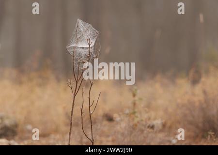 Spinnennetz auf trockenem Zweig mit Waldbokeh während des Nebels in Sierra de Mariola, Spanien Stockfoto