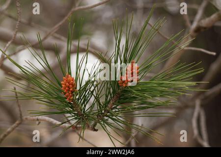 Kegelsprossen von Aleppo-Kiefer oder Aleppo-Kiefer, pinus halepensis, im Frühjahr Stockfoto