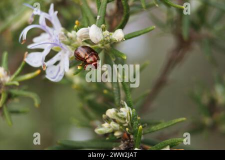 Rosmarinkäfer, Chrysolina Americana, auf Rosmarinpflanze, Salvia rosmarinus Stockfoto