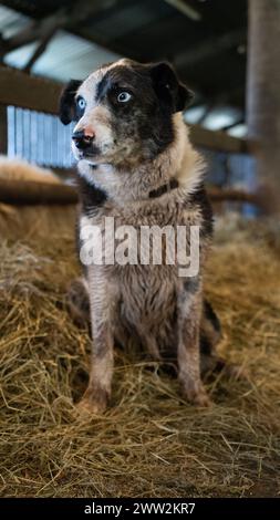 Ein Border Collie Schäferhund, der auf einer Farm in Brecon Beacons, Wales, im März 2023 arbeitete Stockfoto