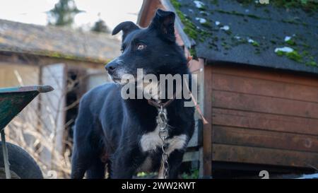 Ein Border Collie Schäferhund, der auf einem Bauernhof in einer natürlichen Umgebung arbeitet Stockfoto