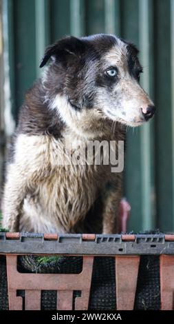 Ein Border Collie Schäferhund, der auf einem Bauernhof in einer natürlichen Umgebung arbeitet Stockfoto