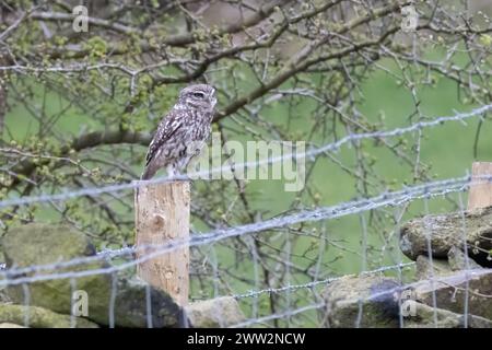 Die kleine Eule (Athene noctua) saß auf einem Pfosten Stockfoto