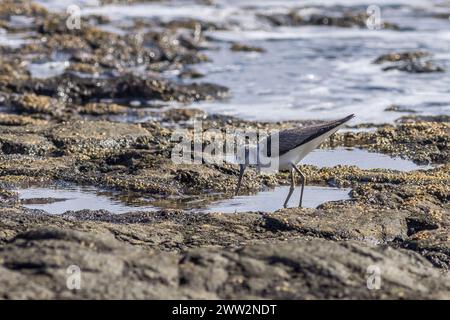 Sanderling (Calidris alba) auf der Suche nach Essen Stockfoto
