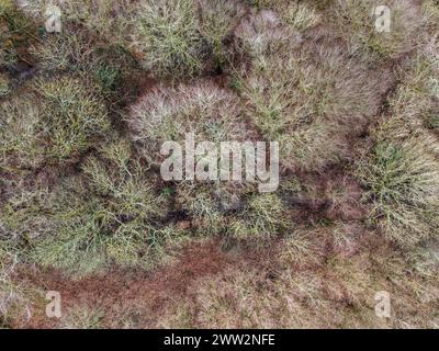 Luftaufnahme eines Waldes von einer Drohne im Winter Stockfoto