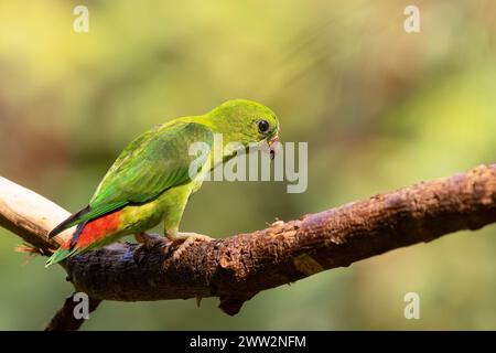 Blaukrönter Hängepapageienweibchen (Loriculus galgulus) auf einem Ast. Stockfoto