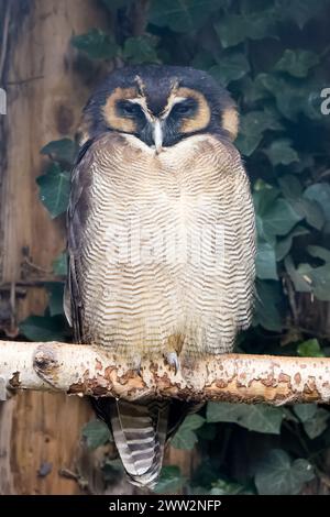 Braune Holzeule (Strix leptogrammica) auf der Höhe Stockfoto