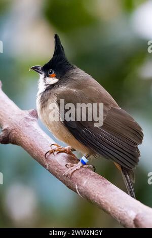 Rotharbener Bulbul (Pycnonotus jocosus), der auf einem Ast thront Stockfoto