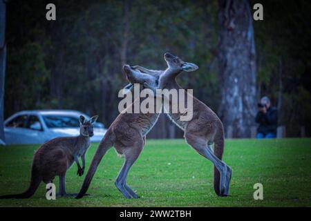 Zwei Kängurus kämpfen in der Abenddämmerung, während ein dritter mit einem Fotografen im Hintergrund zusieht. Stockfoto