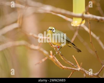 Ein weißes Auge des Kilimandscharo, das auf einem Zweig in einem Zoo in Österreich sitzt Stockfoto