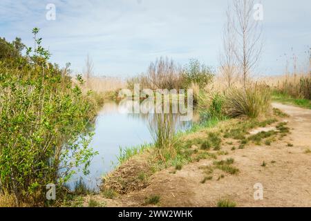 Marjal de Pego-Oliva Wetland Naturpark, Valencia Stockfoto