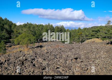 Wüste des Lavafeldes Kontrast zum Wald von Kiefern und blauem Himmel im Ätna Park, Sizilien, Italien Stockfoto