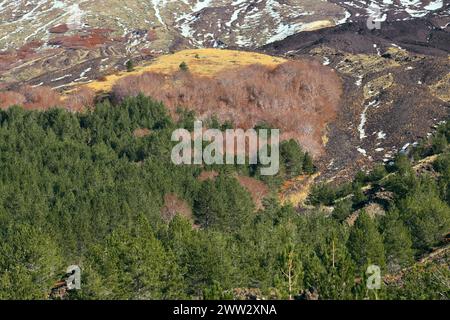 Laub- und immergrüne Mischhölzer im Ätna Park, Sizilien, Italien Stockfoto