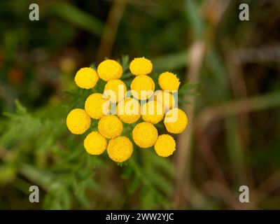 Tansy, Bitterknöpfe, Kuhbitter, goldene Knöpfe, Tanacetum vulgare, gelbe Blüten auf dunklem Blatthintergrund Stockfoto