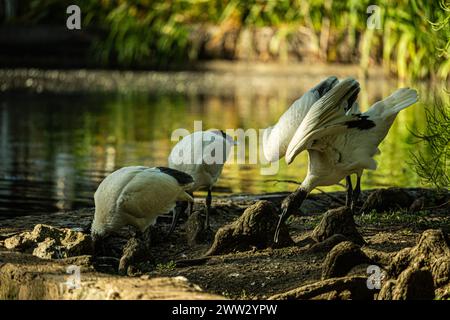 Ein ibis verlängert seine Flügel durch einen reflektierenden Teich. Stockfoto