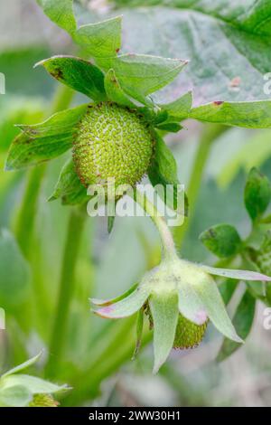 Erdbeerpflanze. Erdbeerstrauch im Garten mit einer unreifen Beere. Geringe Schärfentiefe. Stockfoto