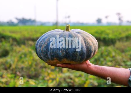 Kürbis wächst auf dem Feld, Nahaufnahme eines Kürbis Stockfoto