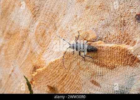 Einfarbiges Langhorn-Bock Stockfoto