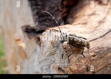 Einfarbiges Langhorn-Bock Stockfoto