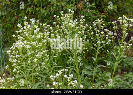 Blühender Meerrettich wächst im Garten. Armoracia rusticana ist eine mehrjährige Gemüsepflanze. Stockfoto