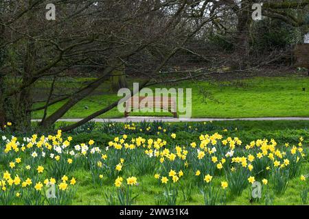 Narzissen blühen im Frühjahr Stockfoto