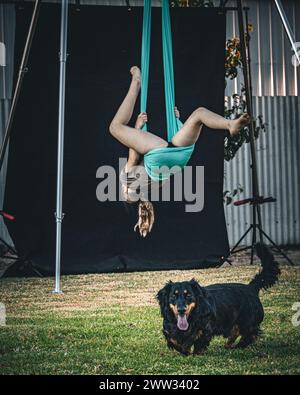 Ein Kind genießt Luftakrobatik auf einer Hängematte aus blaublauer Seide, während ein glücklicher Hund zusieht. Stockfoto