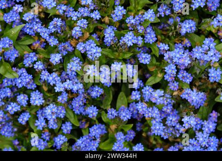 Floraler Hintergrund kleiner blauer Vergissmeinnots-Blüten. Ein Glade blauer Blumen. Stockfoto