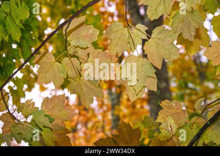 Herbstlaub noch auf Bäumen in Mischwäldern. Stockfoto