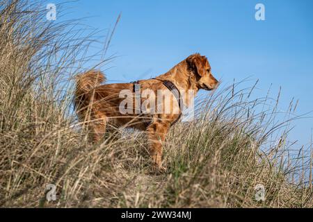 DNK, Wetterfeature Romo - Lakolk Strand / 21.03.2024, Lakolk Strand, Romo, DNK, Wetterfeature Romo - Lakolk Strand, im Bild Goldenretriever Hund, Familienhund *** DNK, Wetterfeature Romo Lakolk Strand 21 03 2024, Lakolk Strand, Romo, DNK, Wetterfeature Romo Lakolk Strand, im Bild Goldenretriever Hund, Familienhund nordphoto GmbHxKokenge nph00001 Stockfoto