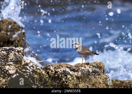 Ringpfeifer (Charadrius hiaticula) im Wintergefieder am Meer mit Spritzwasser Stockfoto