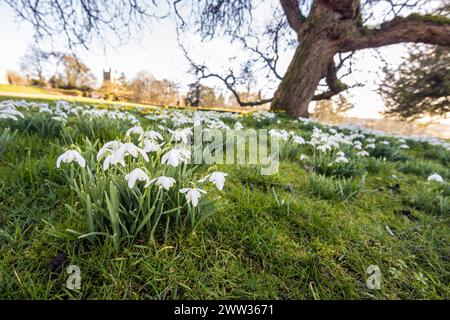 Schneeglöckchen, Galanthus nivalis, England, Großbritannien Stockfoto