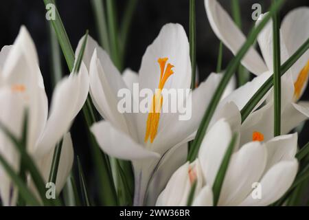 Nahaufnahme der weißen Frühlingskrokusse vor schwarzem Hintergrund mit detaillierter Blütenansicht Stockfoto