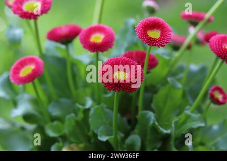Nahaufnahme der wunderschönen, frisch geblühten rosa Bellis perennis-Blüten vor einem natürlichen grünen Hintergrund Stockfoto