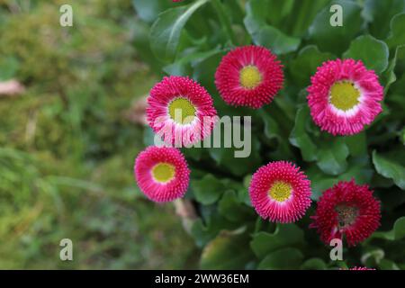 Nahaufnahme von rosa bellis perennis Blüten in einem Pflanzgefäß, der von oben nach unten blickt, natürlicher Hintergrund, Kopierraum Stockfoto