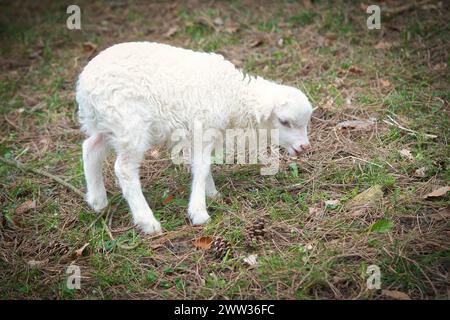 Osterlamm steht auf einer grünen Wiese. Weiße Wolle auf einem Nutztier auf einem Bauernhof. Tierfoto Stockfoto