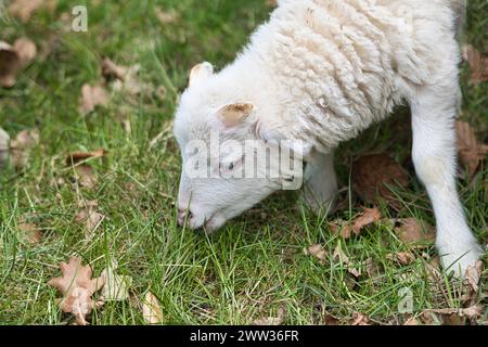 Osterlamm, das auf einer grünen Wiese isst. Weiße Wolle auf einem Nutztier auf einem Bauernhof. Tierfoto eines Säugetieres Stockfoto