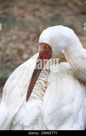 Sibirischer Kranich (Grus Leucogeranus), auch bekannt als der Schnee-Kran. Tierwelt Tier. Stockfoto