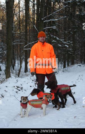 Wildschwein (Sus scrofa) Hundeführer mit Jagdhunden Wachteln, Jagdterrier und Jack Russell Terrier im Schnee, alle in Sicherheitskleidung, Allgaeu Stockfoto