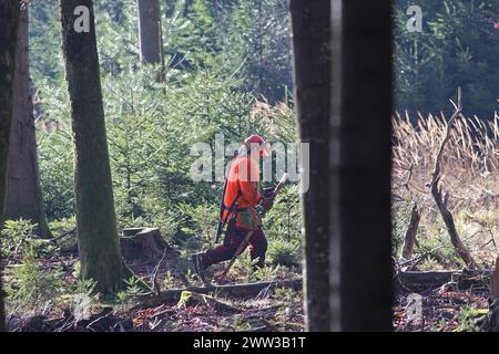 Wildschwein (Sus scrofa) Hundeführer liest GPS-Daten von seinem Handy und eilt zu seinen Hunden, Allgaeu, Bayern, Deutschland Stockfoto