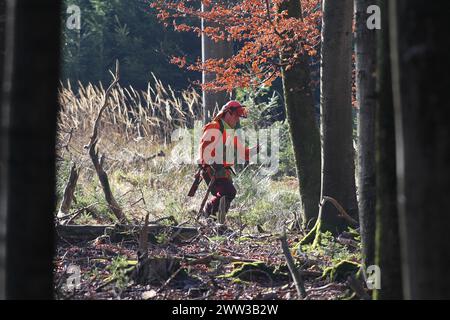 Wildschwein (Sus scrofa) Hundeführer liest GPS-Daten von seinem Handy und eilt zu seinen Hunden, Allgaeu, Bayern, Deutschland Stockfoto