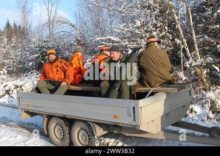 Wildschwein (Sus scrofa) im Schnee, Beginn der Jagd, Jäger in gut sichtbaren Westen auf Anhängern, auf dem Weg zur Felle, Allgaeu, Bayern Stockfoto