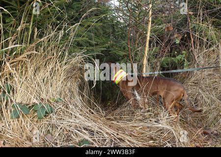 Jagdhund, Bayerischer Sennenhund bellt Wildschweine (Sus scrofa) in einem Dickicht, Allgaeu, Bayern, Deutschland Stockfoto