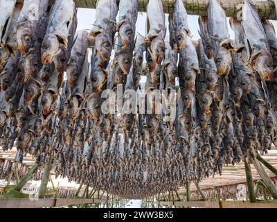 Atlantischer Kabeljau (Gadus morhua), der als Stockfisch zum Trocknen aufgehängt wurde, eine alte Konservierungsmethode, Lofoten, Norwegen Stockfoto