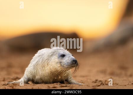 Eine junge weiße Pelzrobbe liegt am Sandstrand Stockfoto